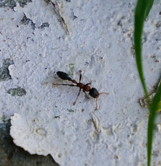 Tetraponera rufonigra
