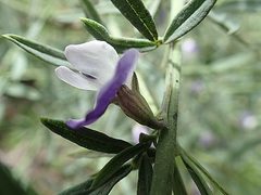 Psoralea axillaris