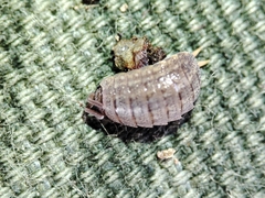 Porcellionidae
