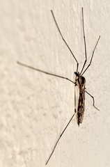 Tipula abdominalis
