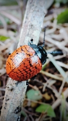 Doryphora reticulata