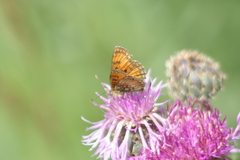 Melitaea varia