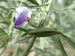 Psoralea axillaris