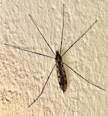 Tipula abdominalis
