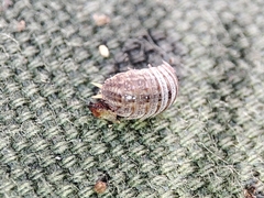 Porcellionidae