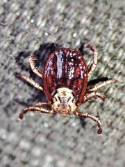 Dermacentor marginatus