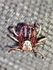 Dermacentor marginatus