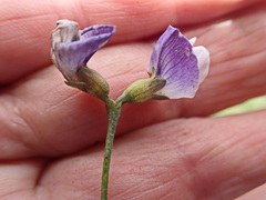 Psoralea axillaris