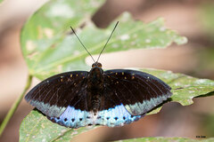 Lexias dirtea