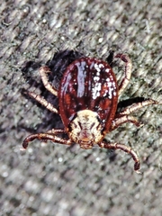 Dermacentor marginatus