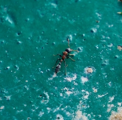 Tetraponera rufonigra