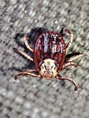 Dermacentor marginatus