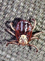 Dermacentor marginatus