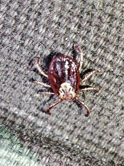 Dermacentor marginatus
