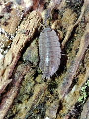 Porcellionidae