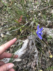 Agrostocrinum hirsutum