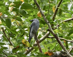 Dicrurus leucophaeus