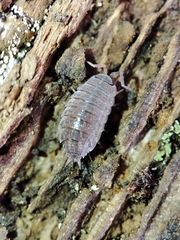 Porcellionidae