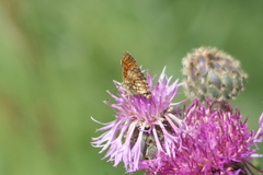 Melitaea varia