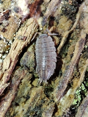 Porcellionidae