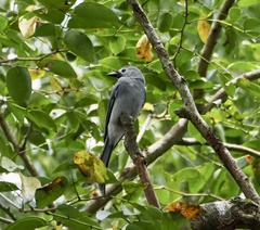 Dicrurus leucophaeus