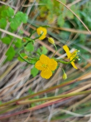 Chelidonium asiaticum