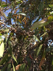 Eucalyptus baxteri