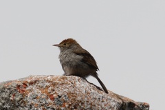 Cisticola fulvicapilla