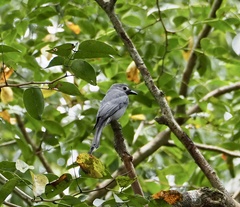 Dicrurus leucophaeus