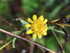 Pulicaria paludosa