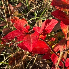 Vaccinium corymbosum