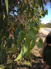 Eucalyptus baxteri