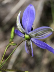 Agrostocrinum hirsutum