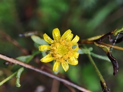 Pulicaria paludosa