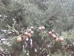Cupressus arizonica