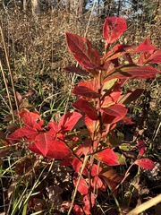 Vaccinium corymbosum