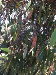 Eucalyptus baxteri