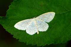 Scopula floslactata