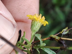 Pulicaria paludosa