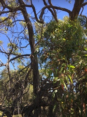 Eucalyptus baxteri