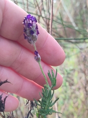 Lavandula stoechas