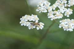Oedemera podagrariae