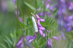 Myelois circumvoluta