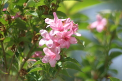 Weigela florida