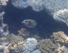 Arothron nigropunctatus