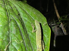 Anolis aequatorialis