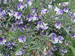 Psoralea axillaris