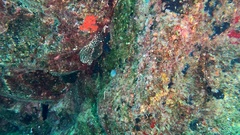 Holothuria sanctori