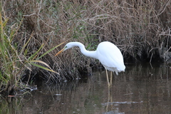 Ardea alba alba