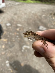 Anolis aequatorialis